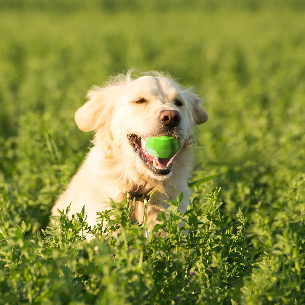 Green natural rubber squeaky dog chew toy for large breed dogs.