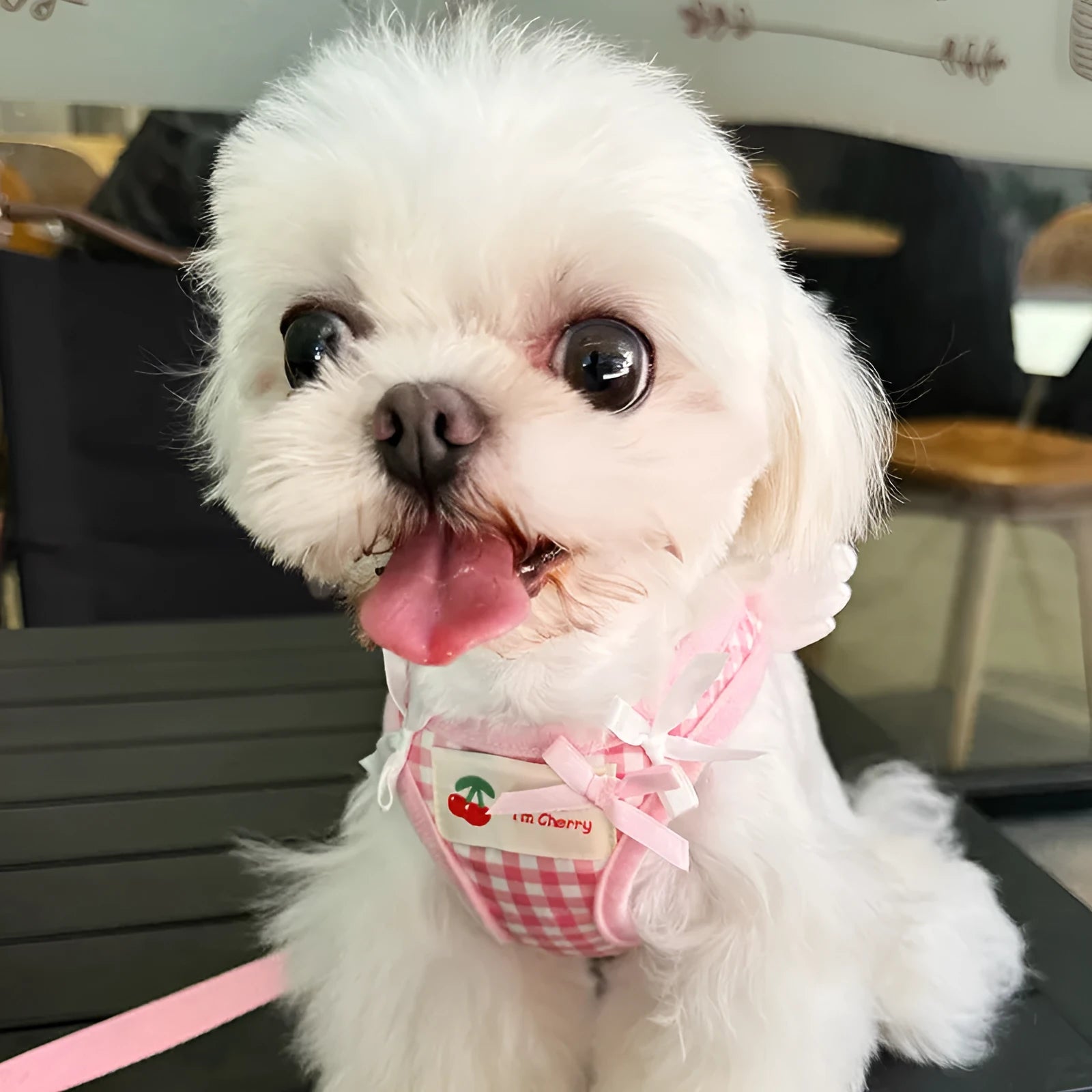 Pink and black cotton harness for small dogs with chest and back support and attached hand-holding rope