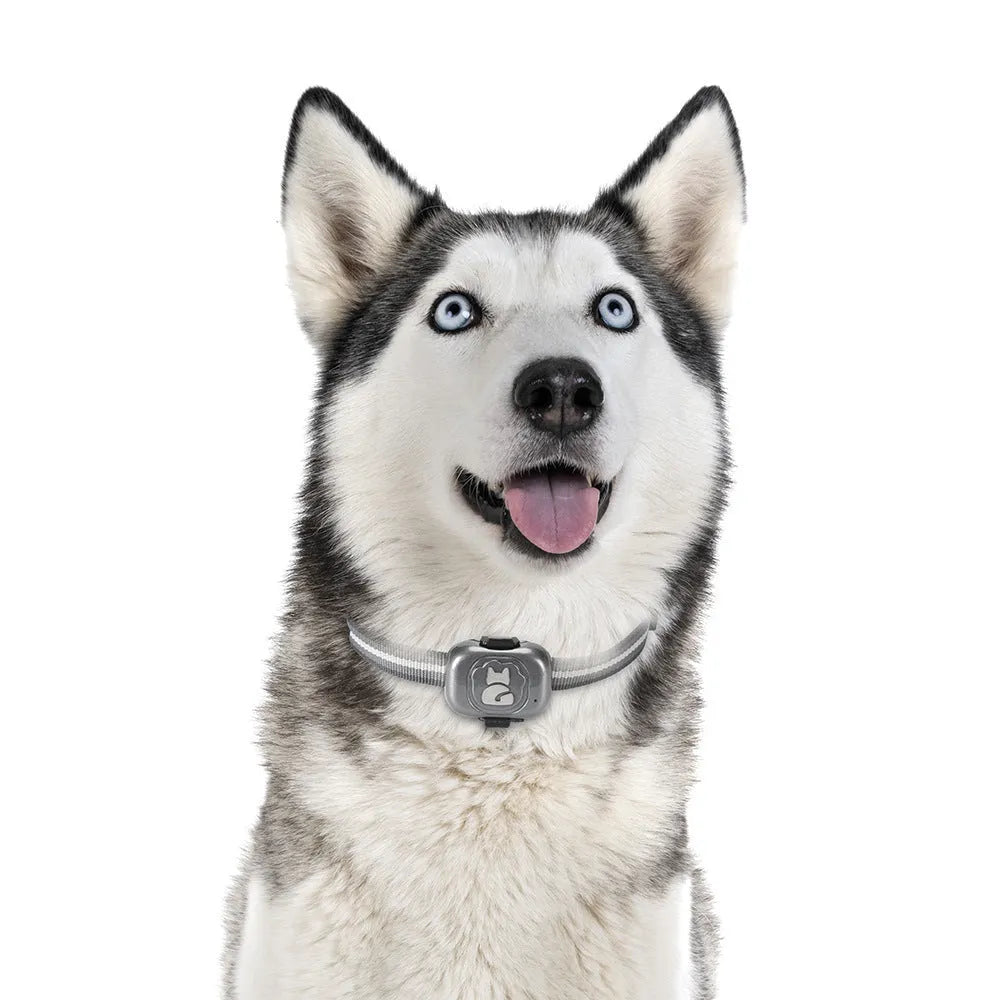 Black pet GPS locator device with hanging rope for attachment to dog or cat collars