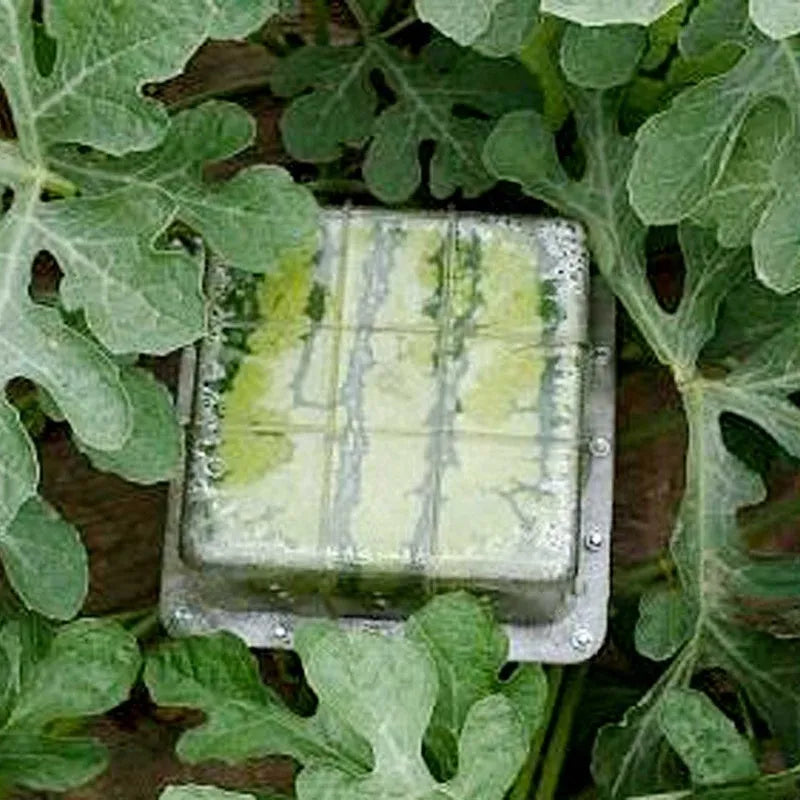 Square watermelon growth mold 13X13X13cm made from high temperature resistant plastic for shaping melons and fruits