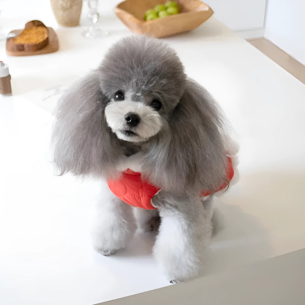 Red Chinese-style pet clothing with fur collar and Chinese knot for autumn winter for dogs and cats