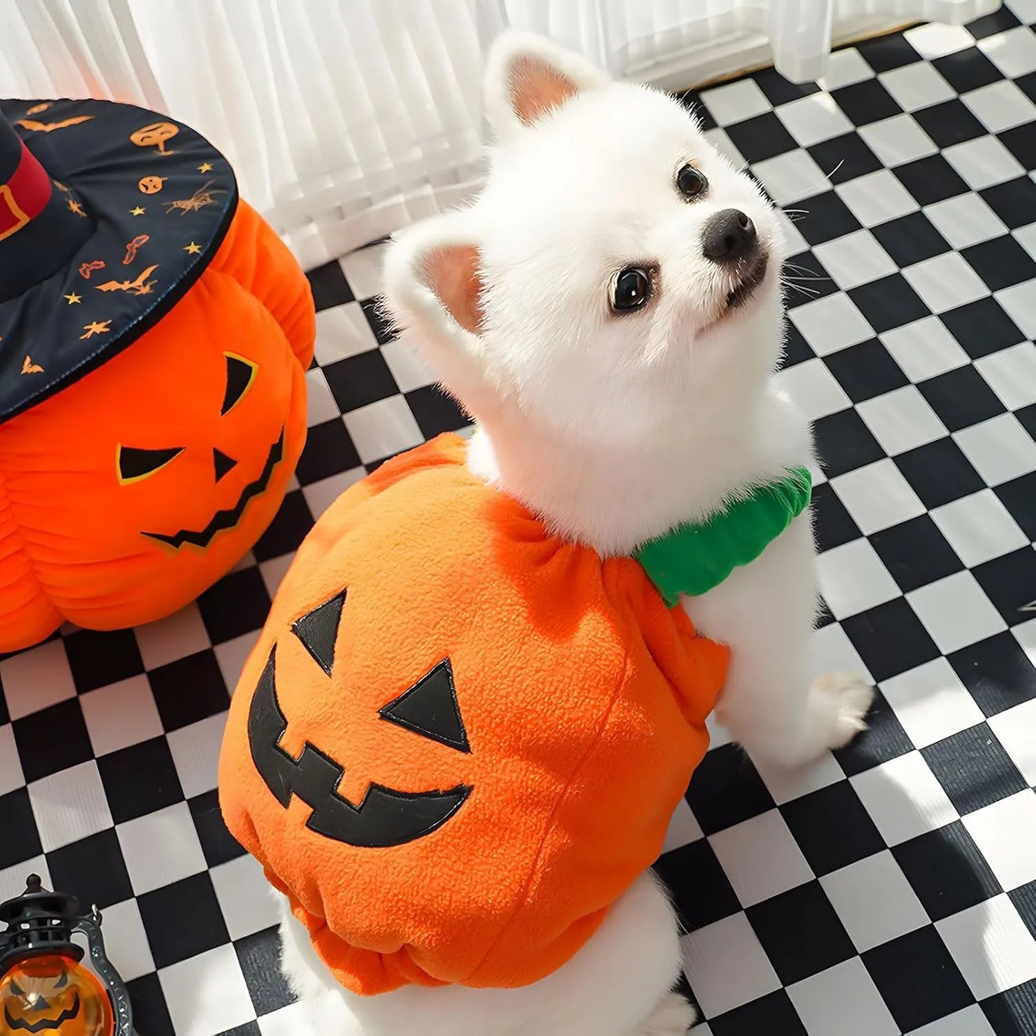 Thick plush pumpkin dog Halloween costume on a small dog with orange pumpkin design