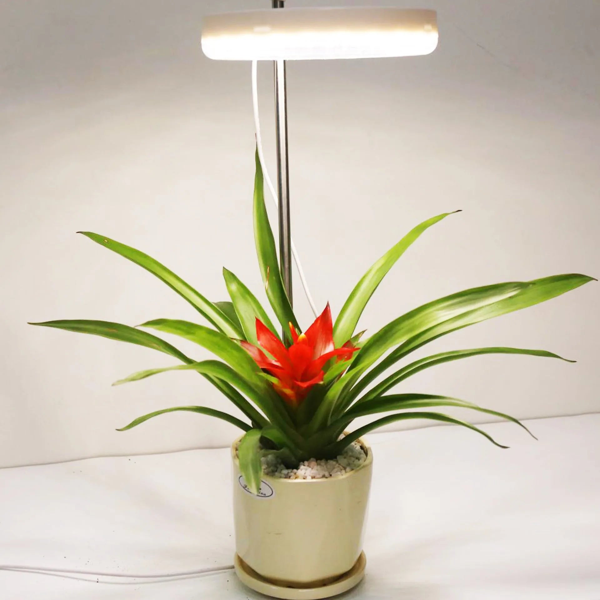 Adjustable gooseneck plant growth lamp with full spectrum light on home office desk