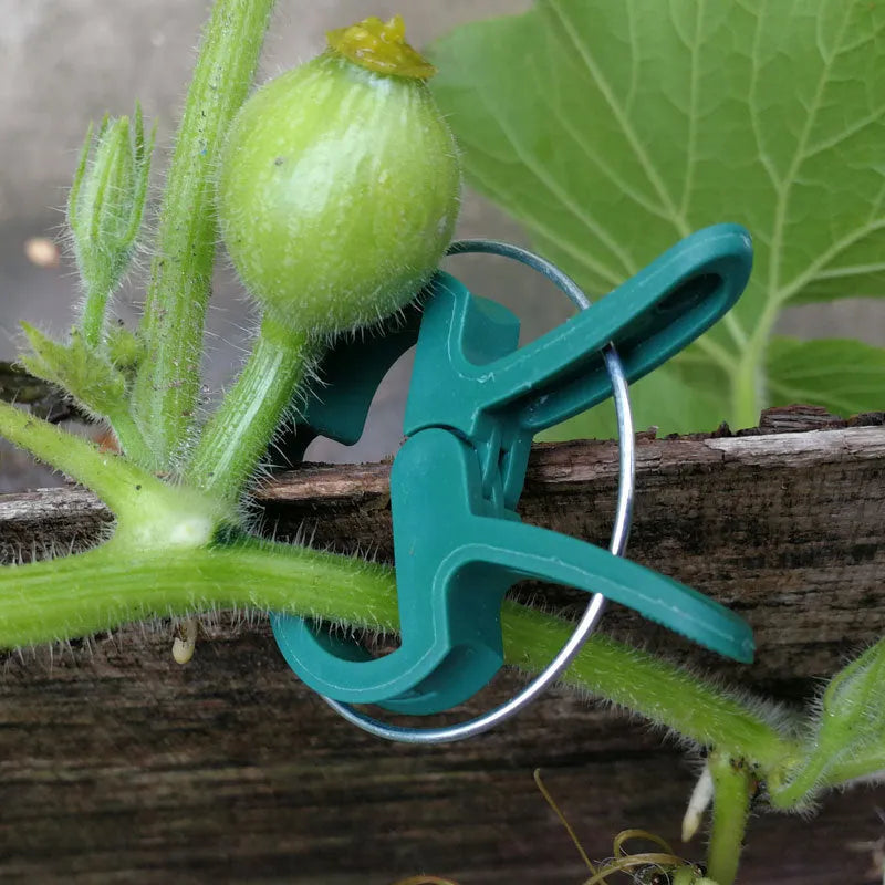 Green plastic and zinc plant fixing clips, large and small sizes, for climbing vegetable support.