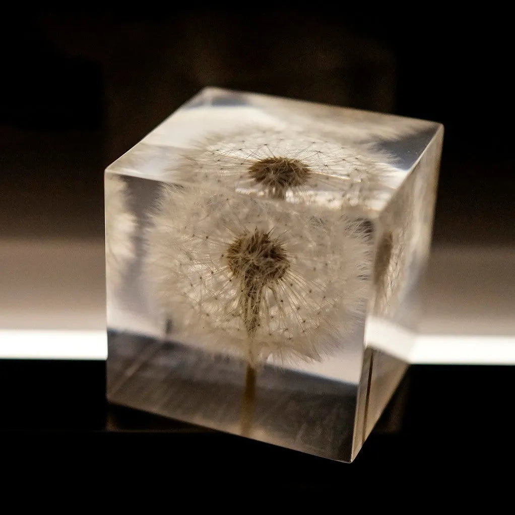 Dandelion specimen cube 5cm resin tabletop decoration with wooden box and USB base