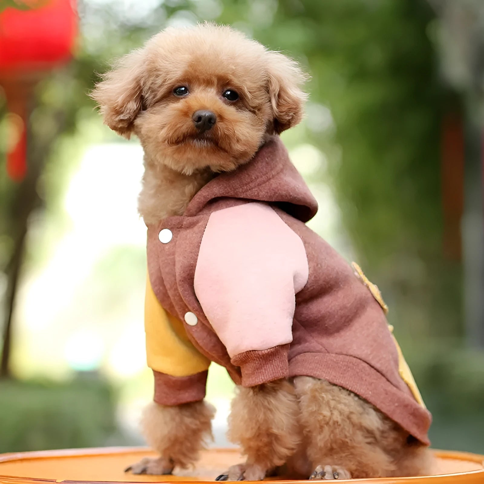 Cotton pet sweatshirt for dogs and cats available in brown, green, and pink colours