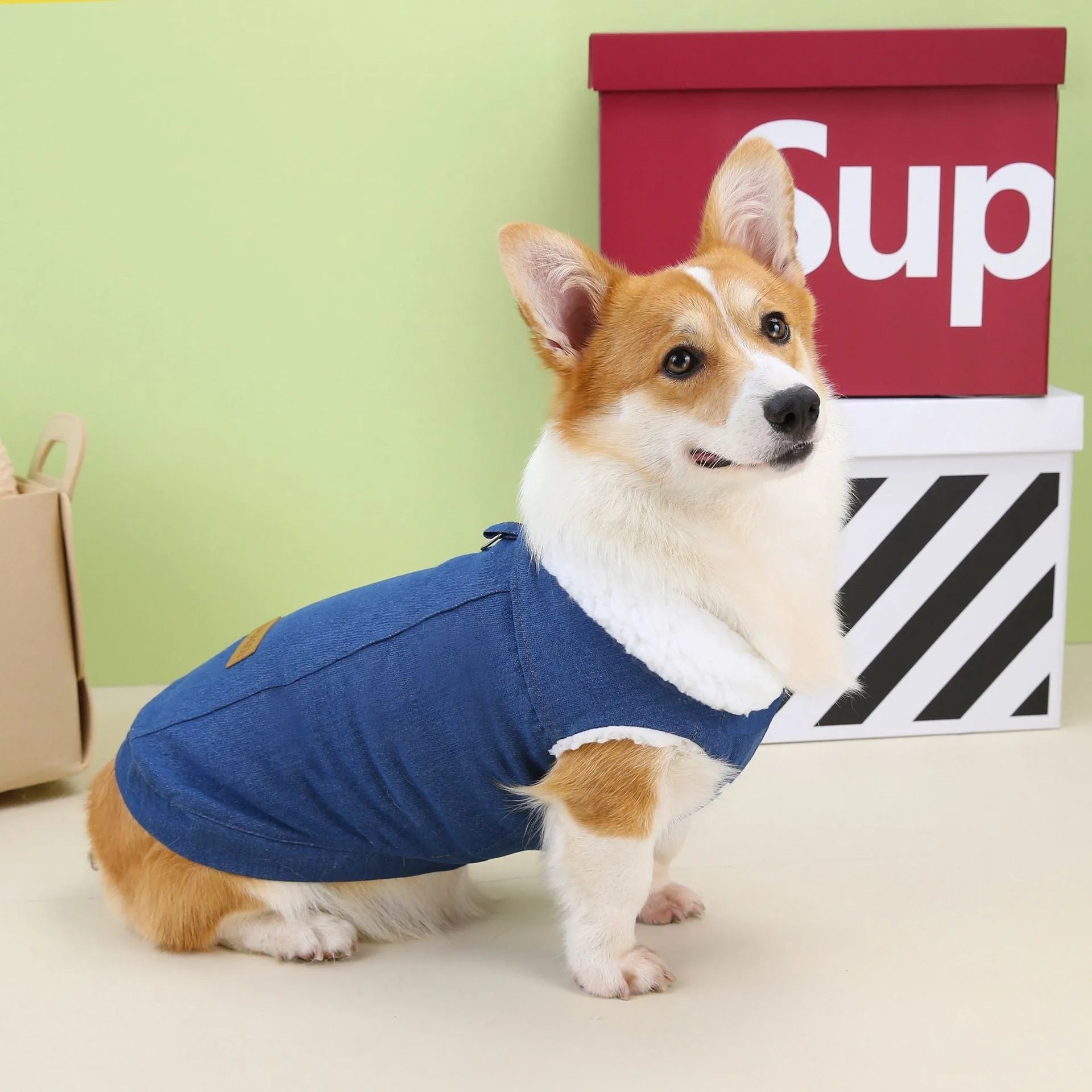 Corgi wearing denim cotton dog coat in dark blue with button-up front
