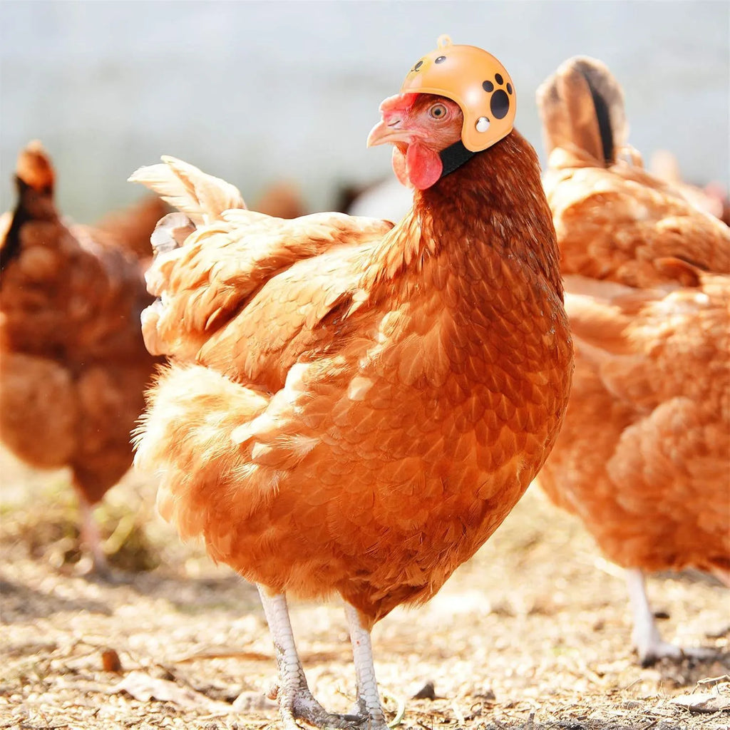 Small hard plastic helmet for a chicken with an elastic band and a soft interior sponge lining.