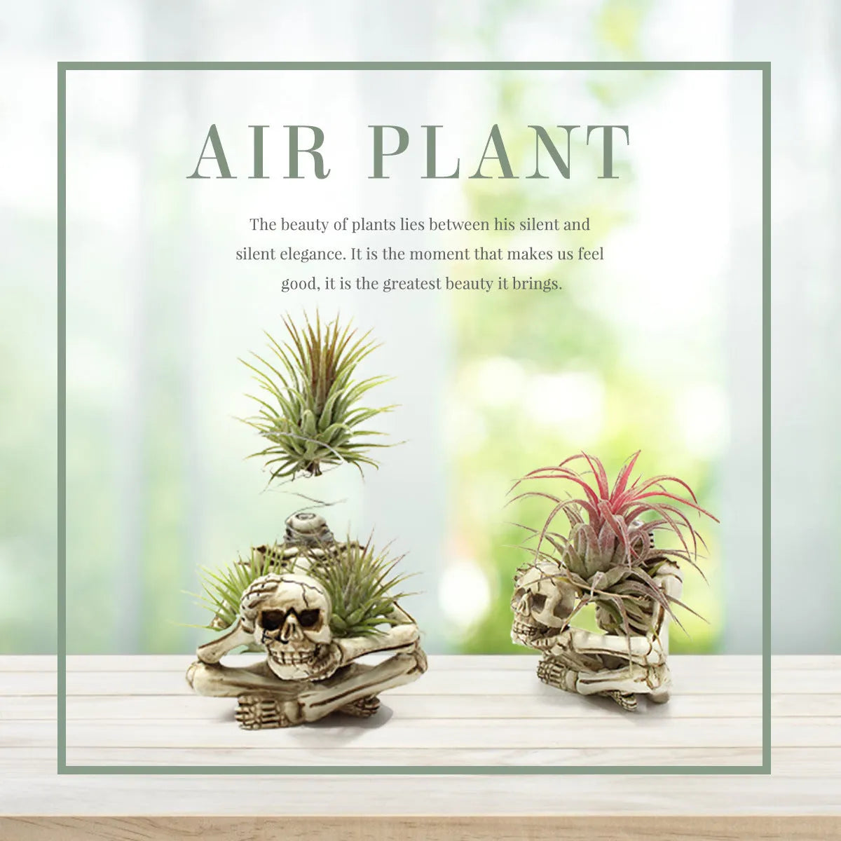 Gothic resin Tillandsia air plant bracket with skull ornament and iron mounting section