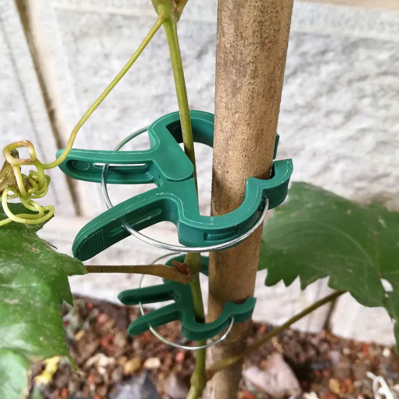 Green plastic and zinc plant fixing clips, large and small sizes, for climbing vegetable support.