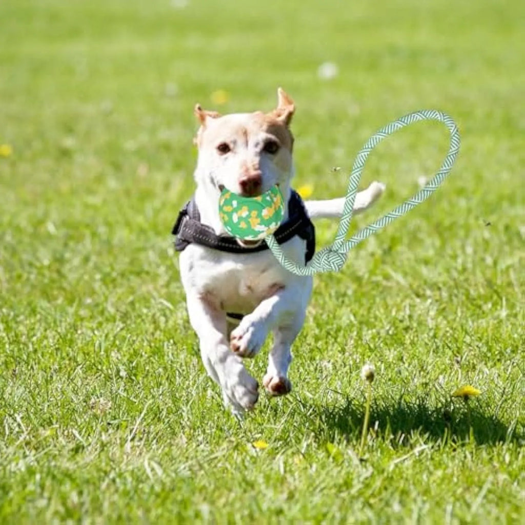 Dog rope ball toy with a solid rubber ball and nylon rope for fetch and tug games