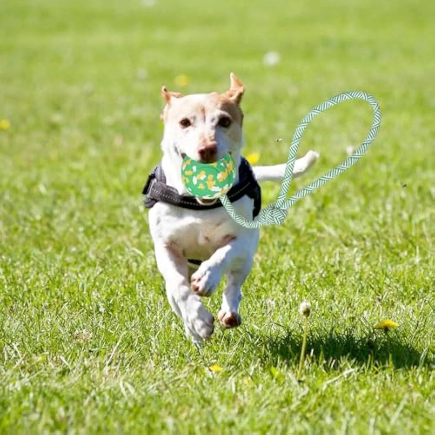 Dog rope ball toy with a solid rubber ball and nylon rope for fetch and tug games