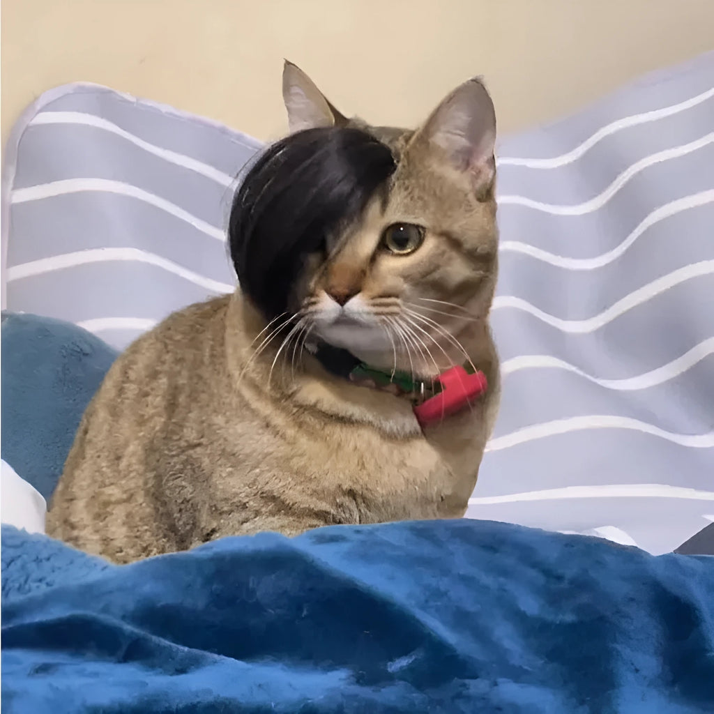 Black cat wig with imitation braid decoration for pet dress-up