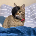 Black cat wig with imitation braid decoration for pet dress-up