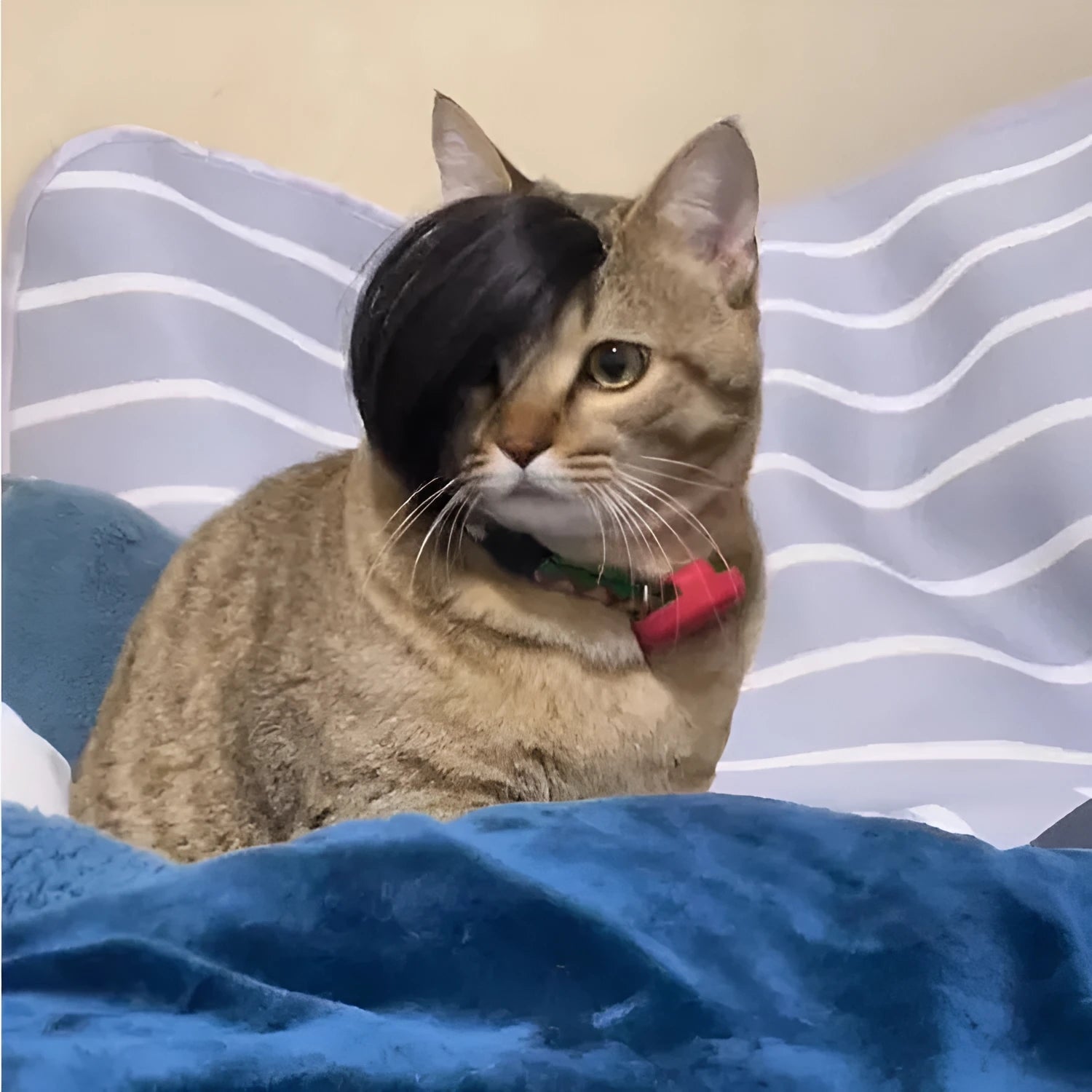 Black cat wig with imitation braid decoration for pet dress-up