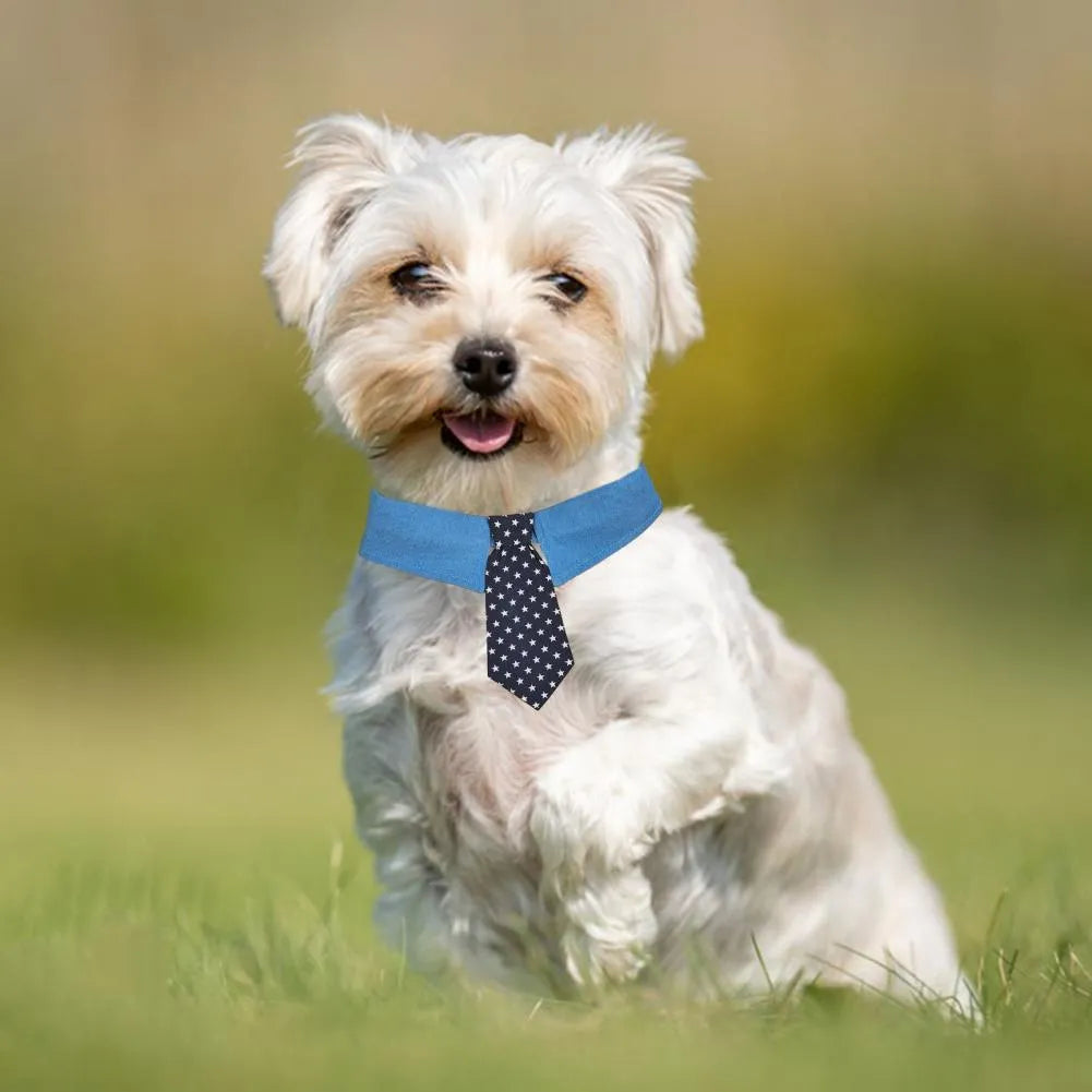 Adjustable denim star pattern dog collar with fastener tape on white background for weddings and formal events