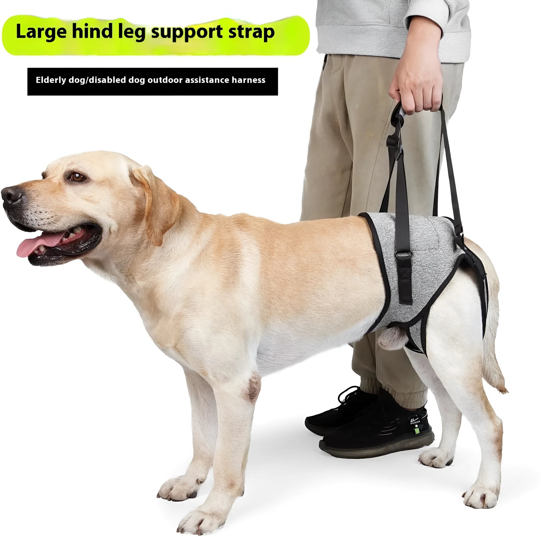 Grey neoprene dog rear leg support belt with adjustable waist and thigh straps laid flat.