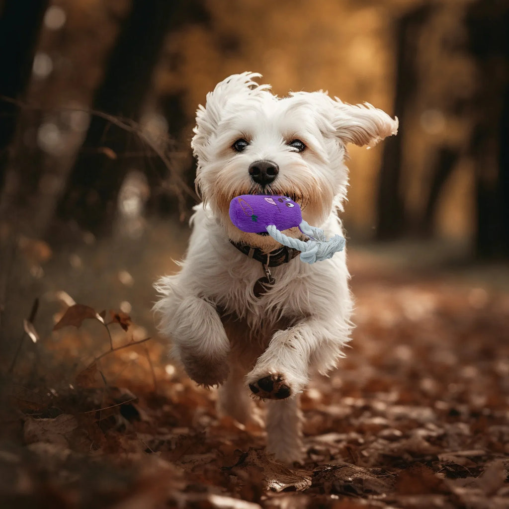 Bite-resistant teddy dog toy with sound bone model in blue, green, and pink colours