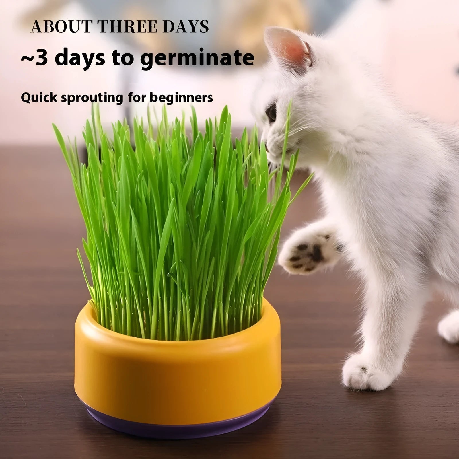 Hydroponic cat grass kit with soilless growing cups and seed packs in three colour options