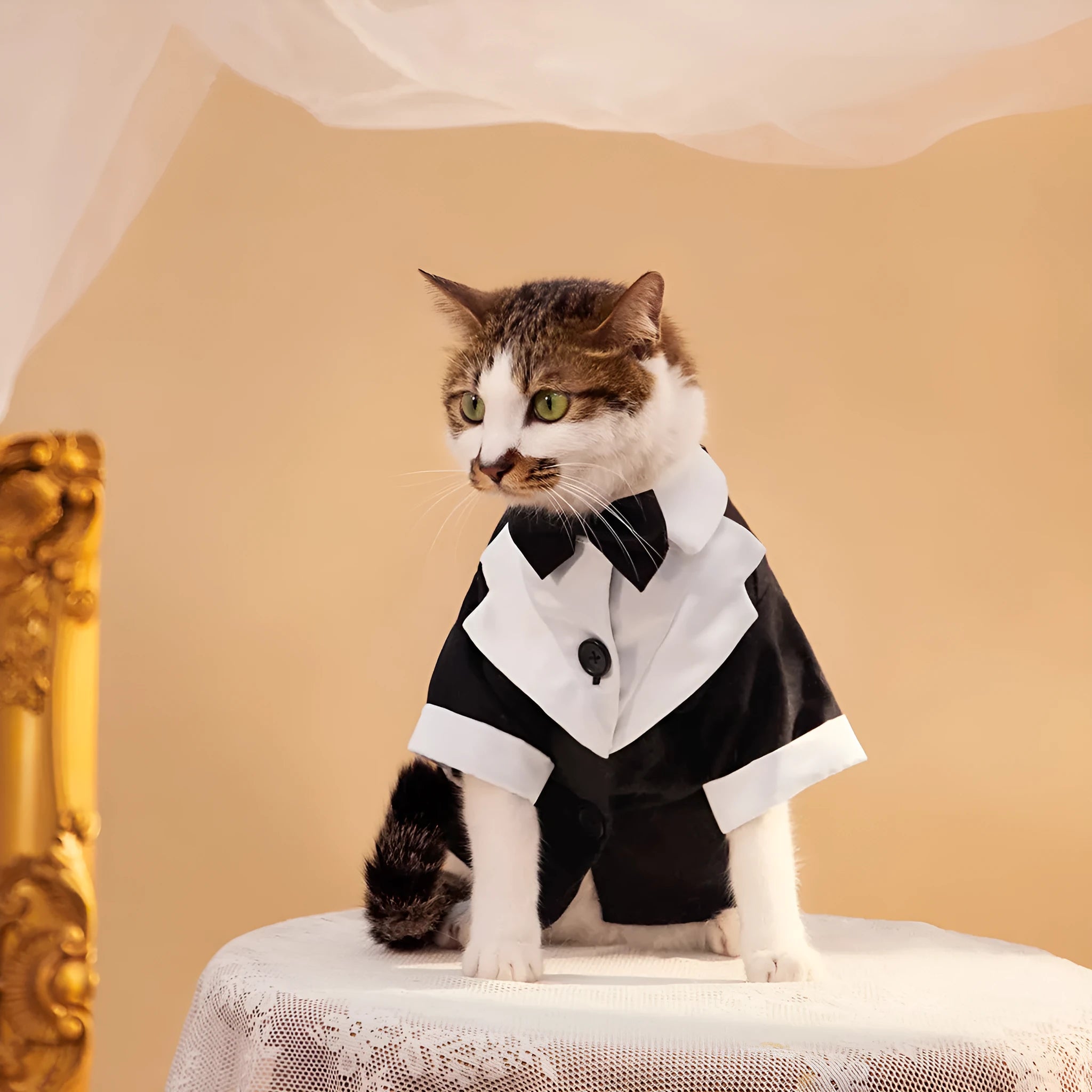 Pet gentleman four-legged wedding dress suit in dark blue polyester, Chinese style, for dogs size XS to XL