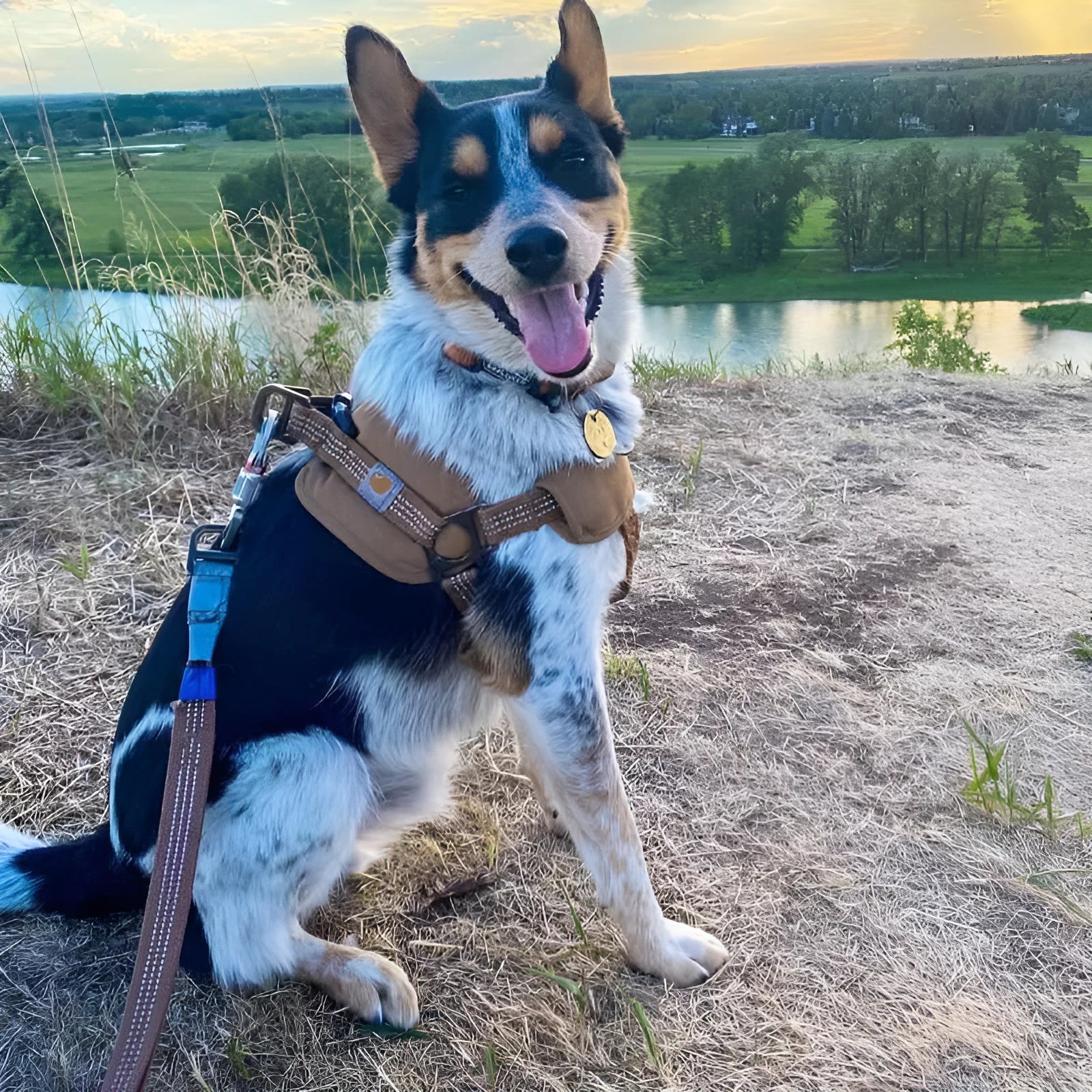 Dog chest strap training belt with reflective hand-held rope, available in M, L, XL sizes, for pet walking control