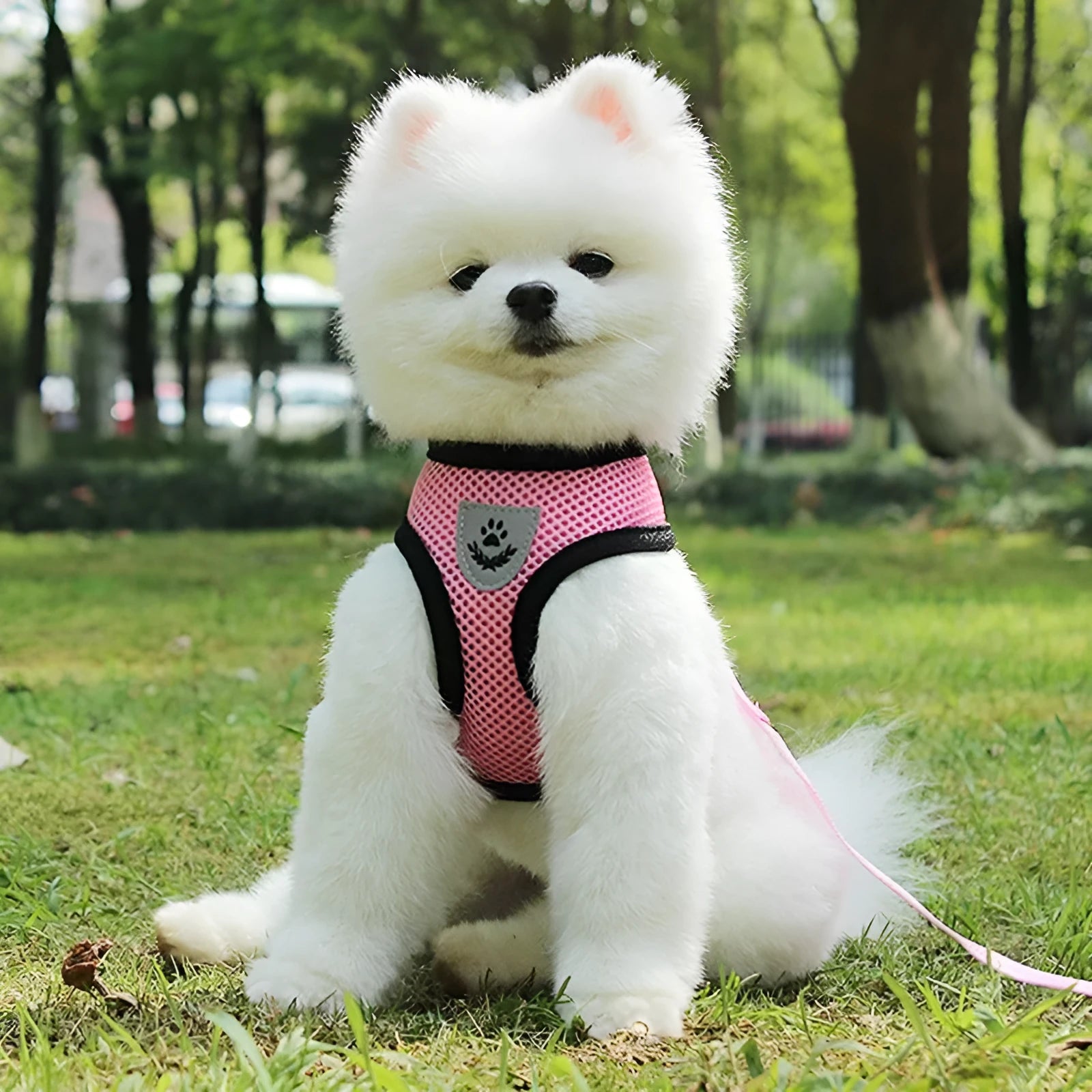 Pet car seat belt leash in black mesh with 1.2 metre rope and metal clip on white background