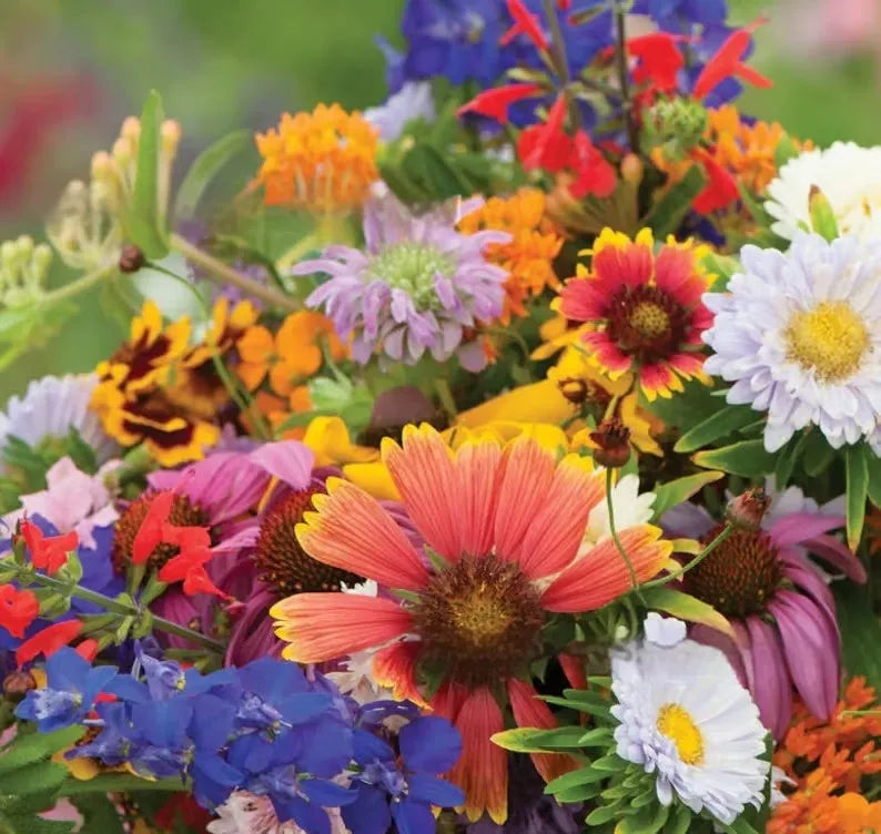 Packet of mixed wildflower seeds including purpleflower holly leaf, offered in 1000, 5000, or 10000 seed quantities.