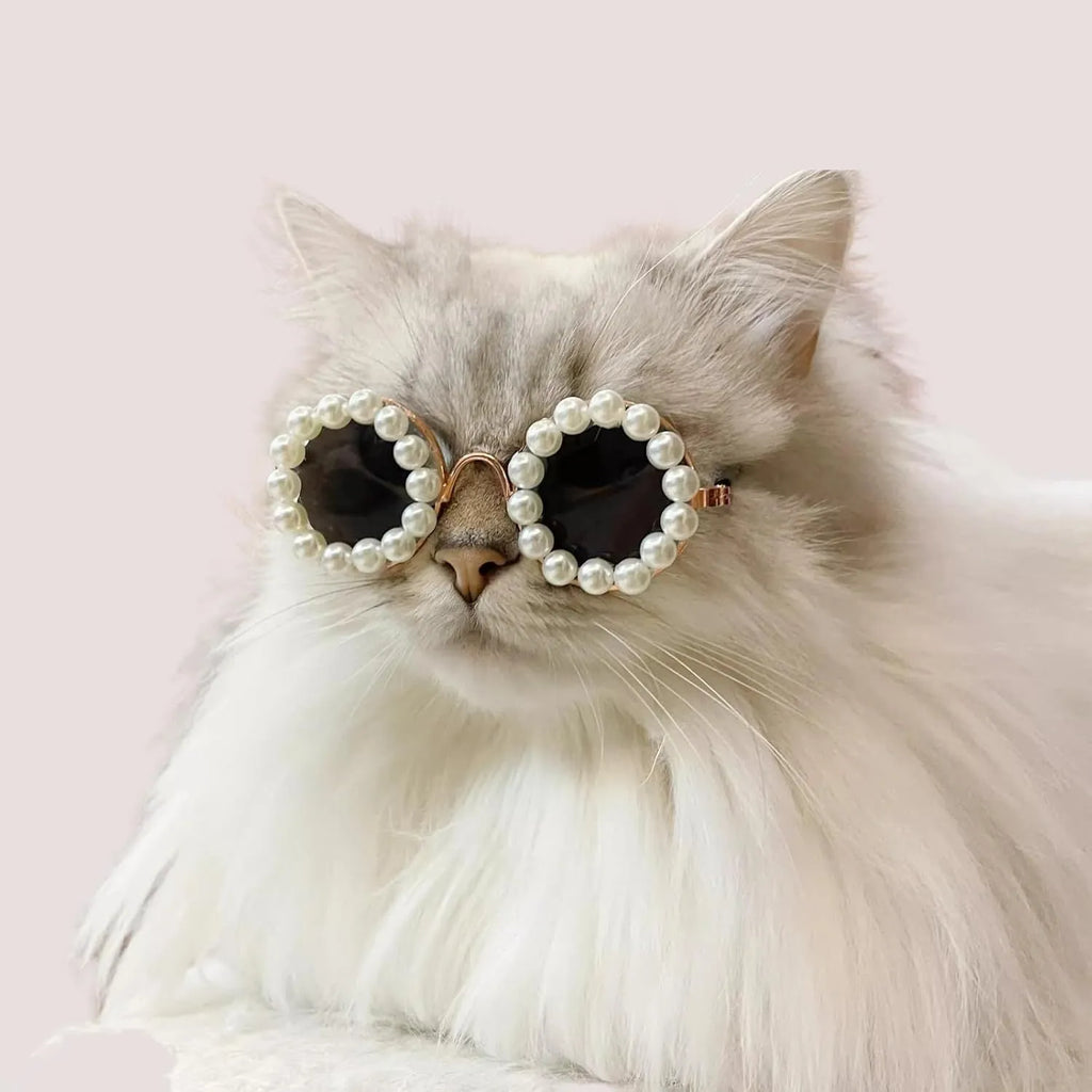 Cat wearing black pearl-rimmed round sunglasses as costume accessory for party