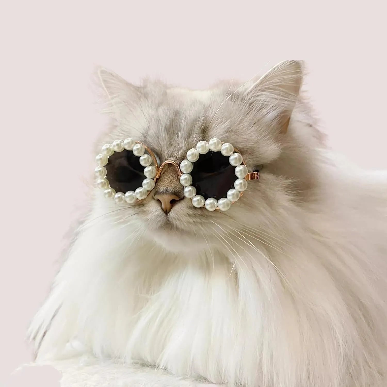 Cat wearing black pearl-rimmed round sunglasses as costume accessory for party
