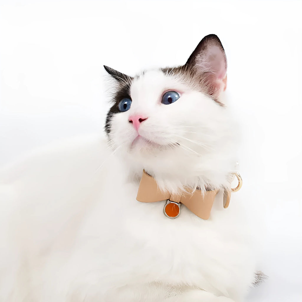 Leather cat collar in brown with matching ring and rope on a neutral background