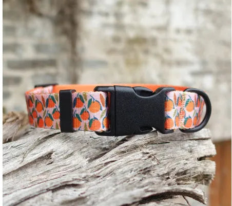Nylon ribbon pet collar with flower pattern in Hanada colour on a small cat