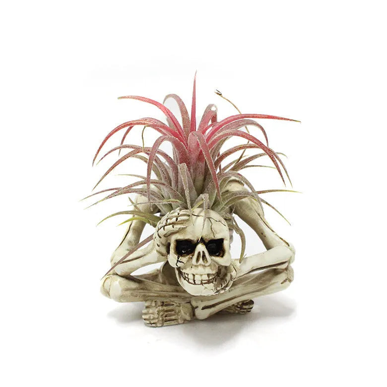 Gothic resin Tillandsia air plant bracket with skull ornament and iron mounting section