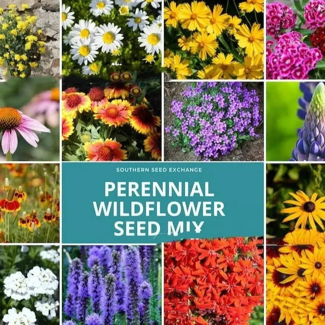 Packet of mixed wildflower seeds including purpleflower holly leaf, offered in 1000, 5000, or 10000 seed quantities.