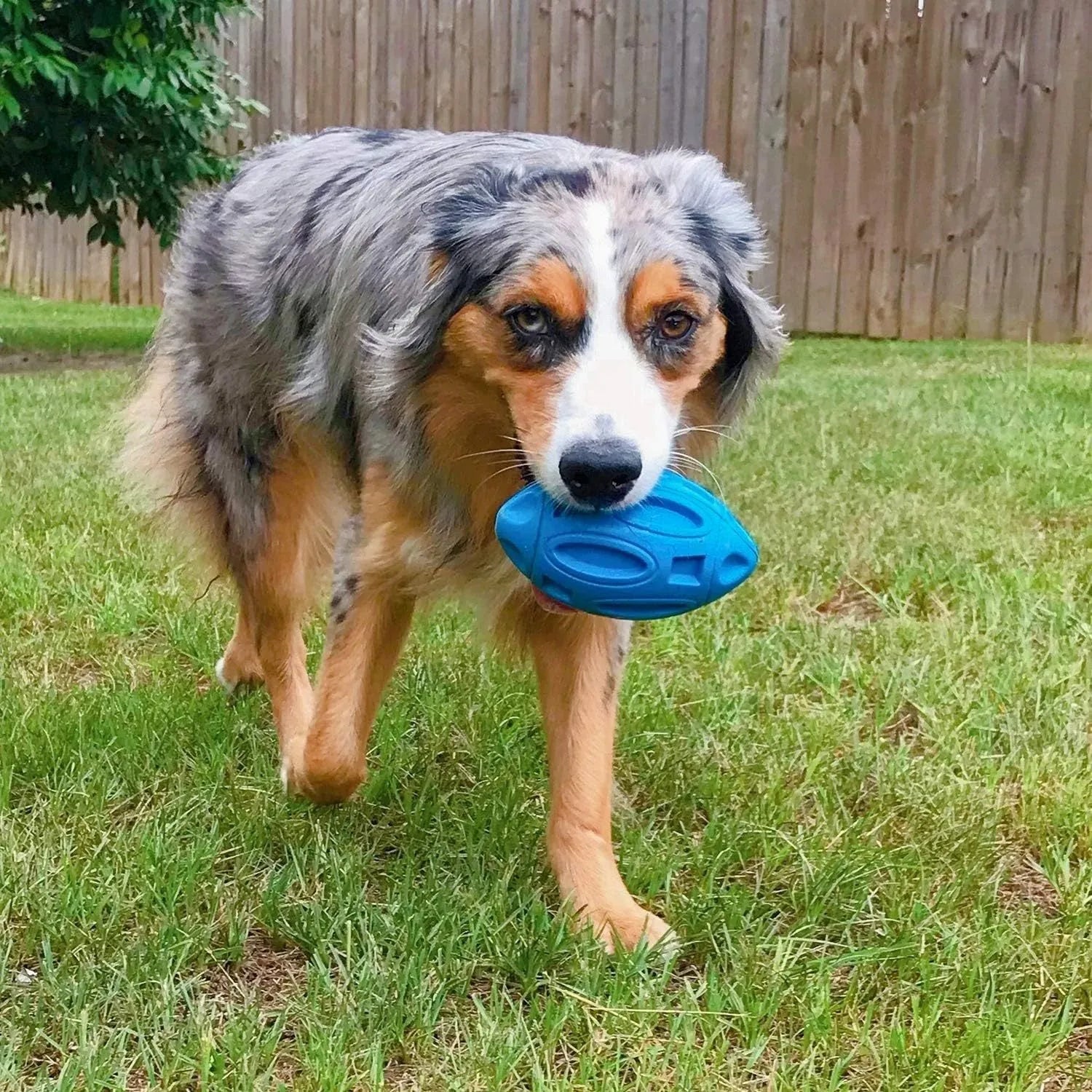 Blue green orange squeaky rubber chew ball dog toy for aggressive medium large breed chewers