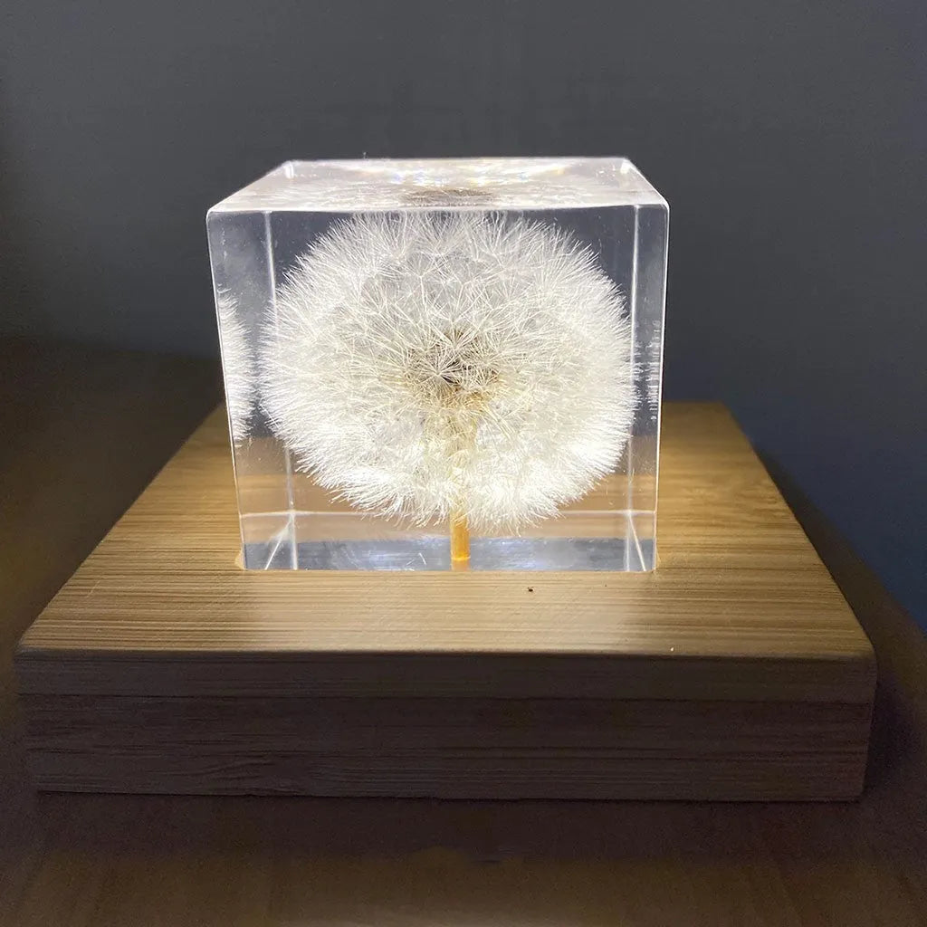 Dandelion specimen cube 5cm resin tabletop decoration with wooden box and USB base