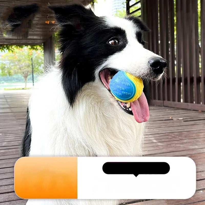TPR dog training ball 6.5cm with molar texture and sound in blue orange colour variant