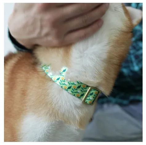 Nylon ribbon pet collar with flower pattern in Hanada colour on a small cat