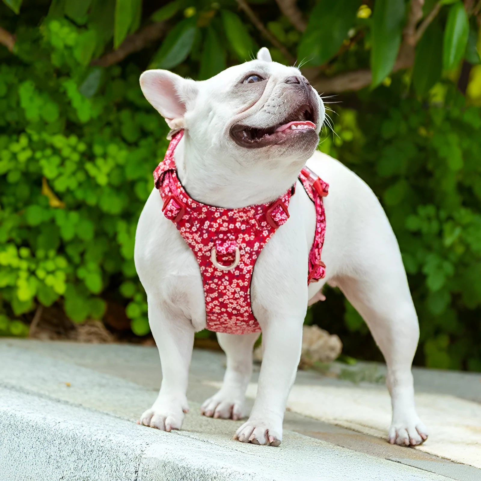 Pure cotton pet chest harness with floral pattern and pull-resistant strap for dog walking