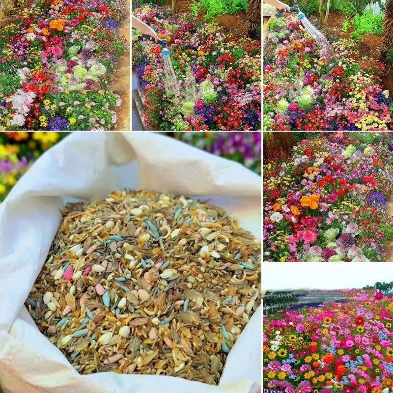 Packet of mixed wildflower seeds including purpleflower holly leaf, offered in 1000, 5000, or 10000 seed quantities.