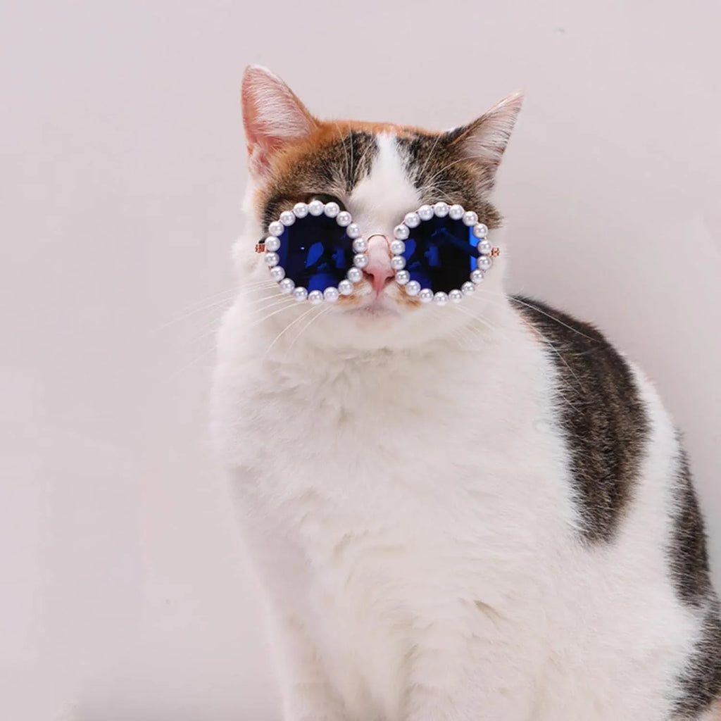 Cat wearing black pearl-rimmed round sunglasses as costume accessory for party