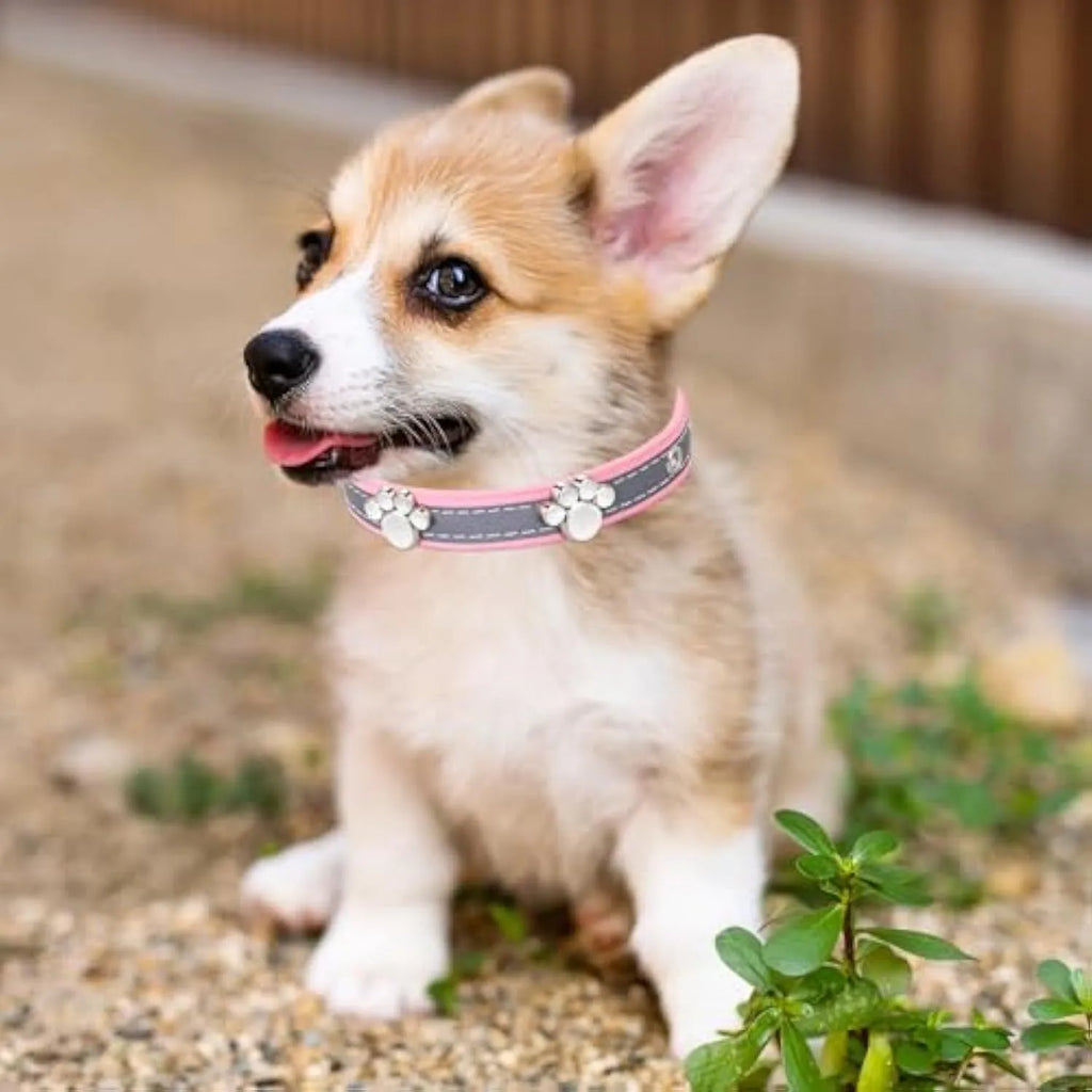 Reflective adjustable dog collar with paw-shaped rivet on PU leather band
