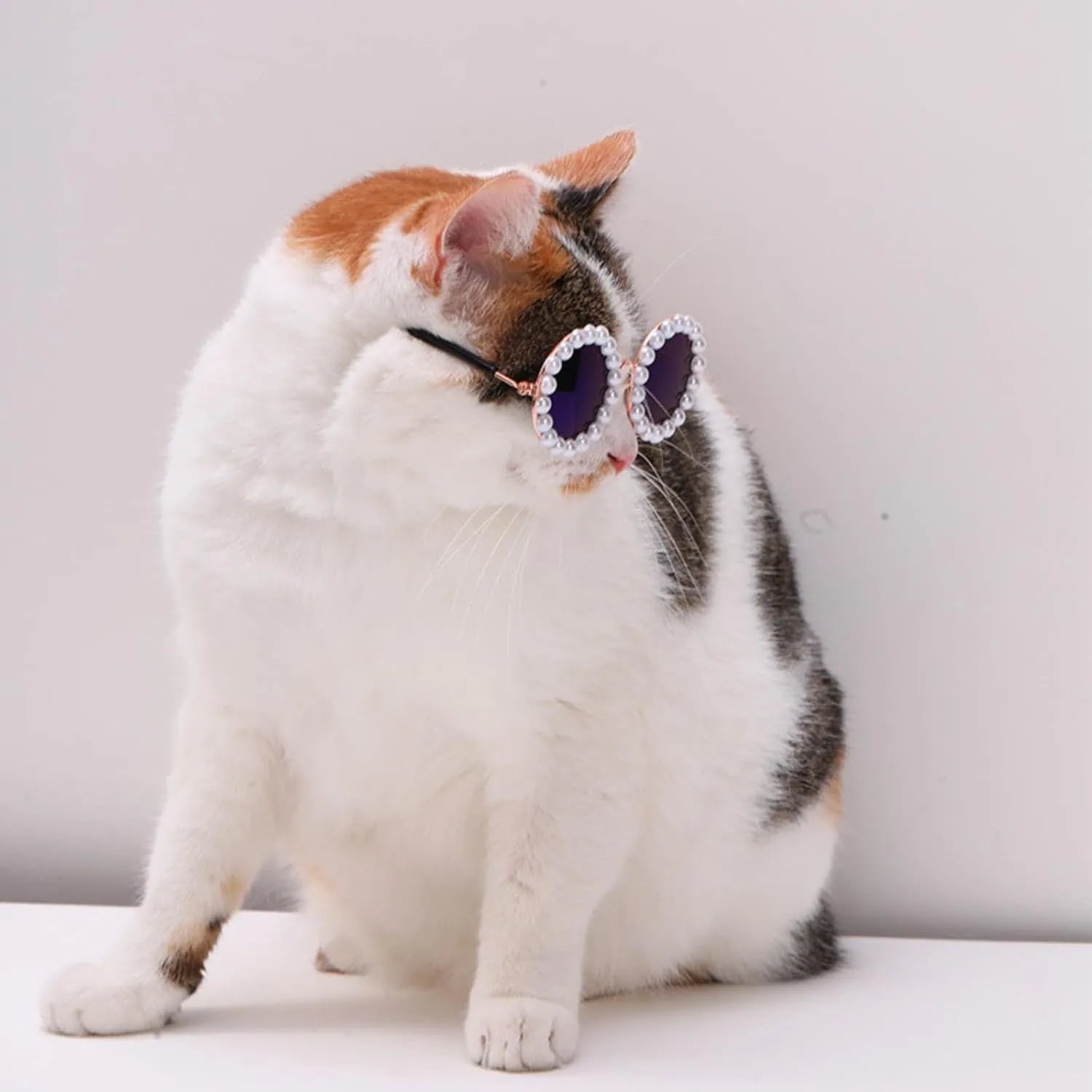 Cat wearing black pearl-rimmed round sunglasses as costume accessory for party