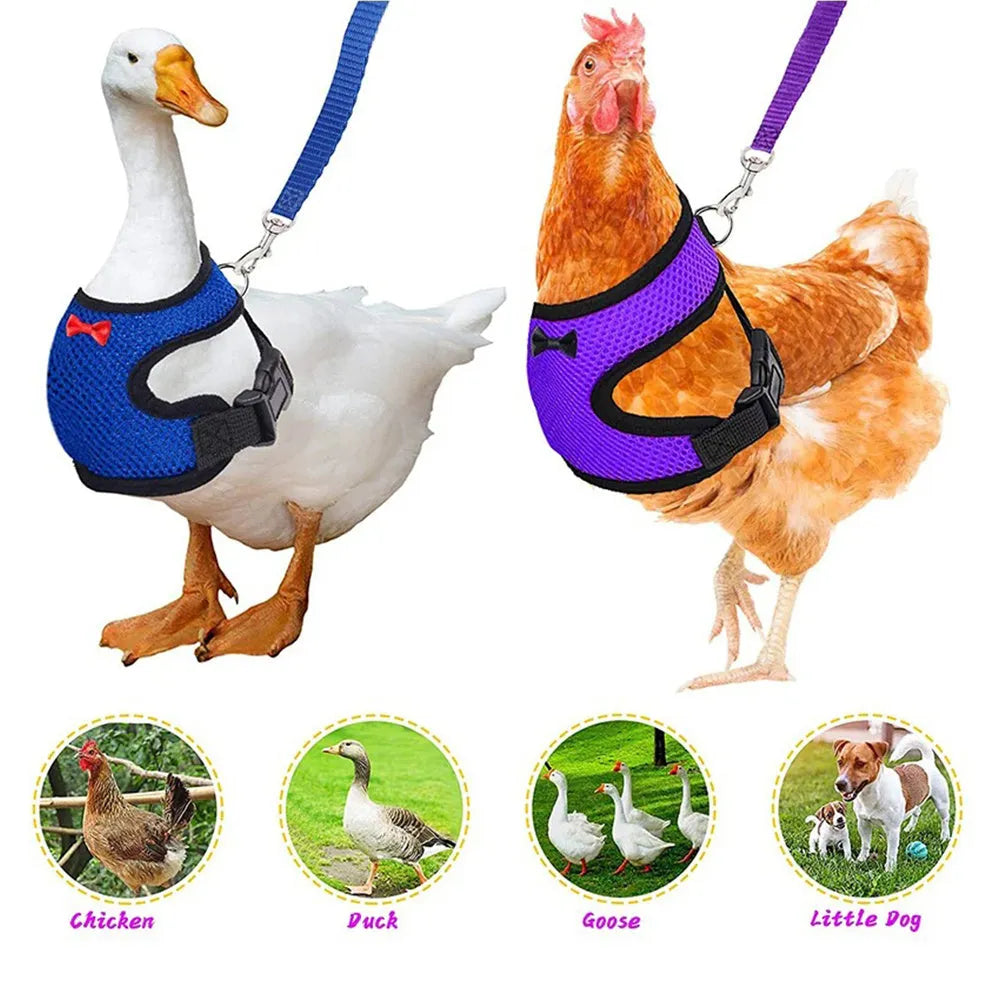 Pet chicken duck poultry vest harness with matching collar bow and 110cm traction rope on a bird