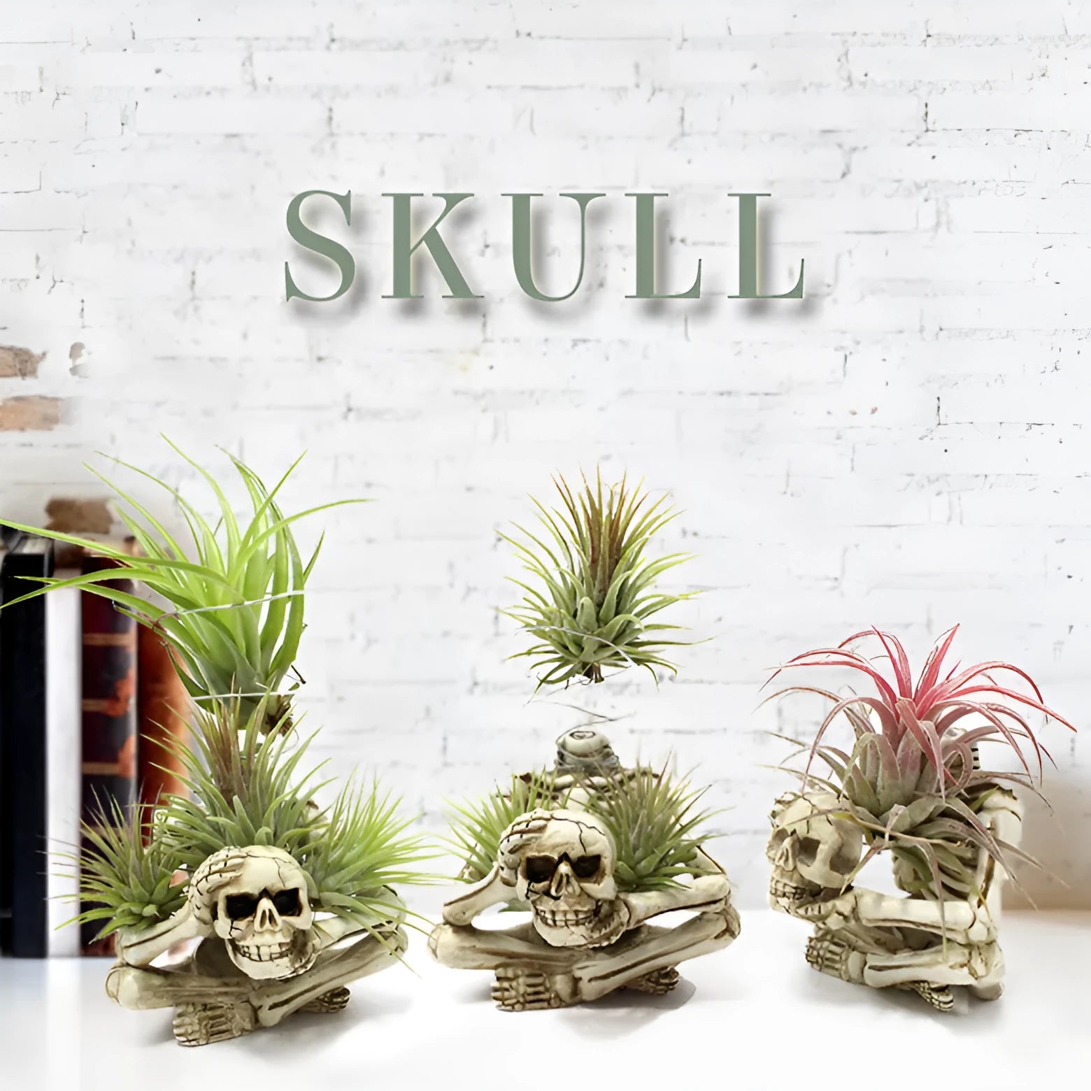 Gothic resin Tillandsia air plant bracket with skull ornament and iron mounting section