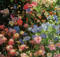 Packet of mixed wildflower seeds including purpleflower holly leaf, offered in 1000, 5000, or 10000 seed quantities.