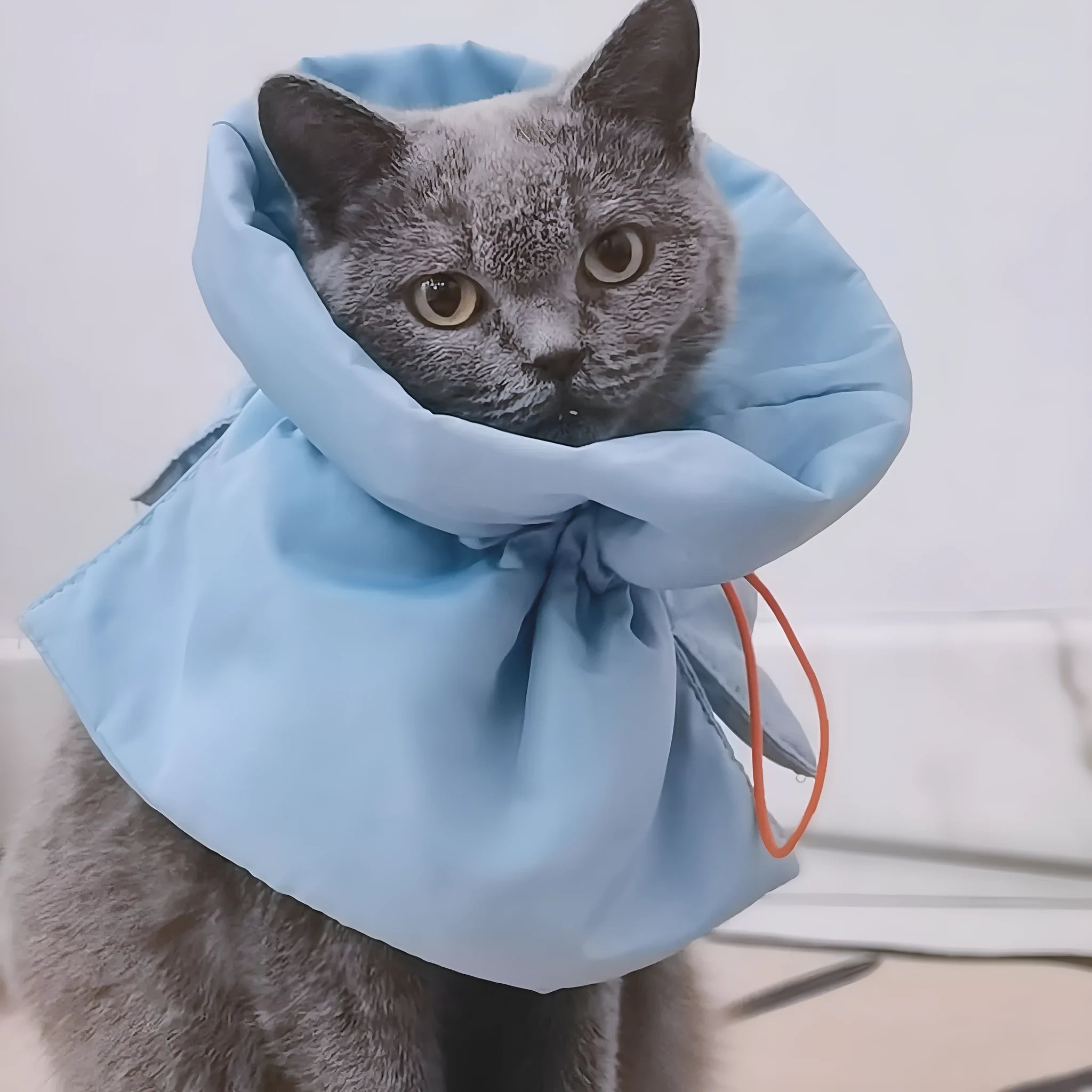 Adjustable soft polyester cat recovery collar in light blue for small to medium cats and dogs