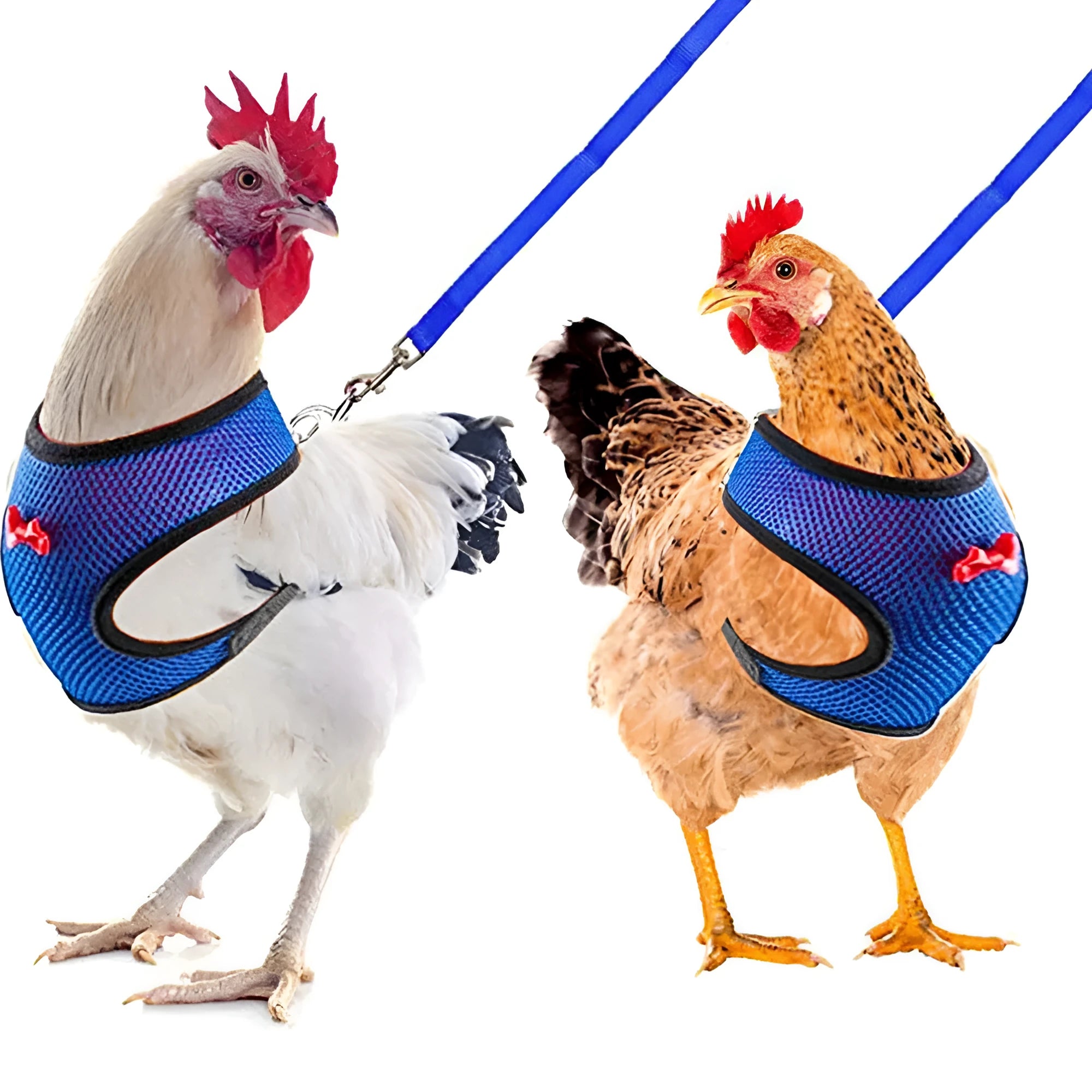 Pet chicken duck poultry vest harness with matching collar bow and 110cm traction rope on a bird