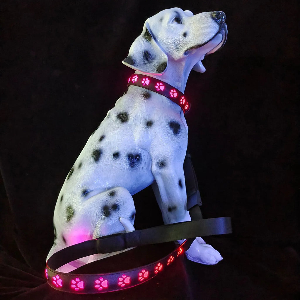 LED luminous cat collar with paw print charm showing 7 colour-changing lights on a grey background.