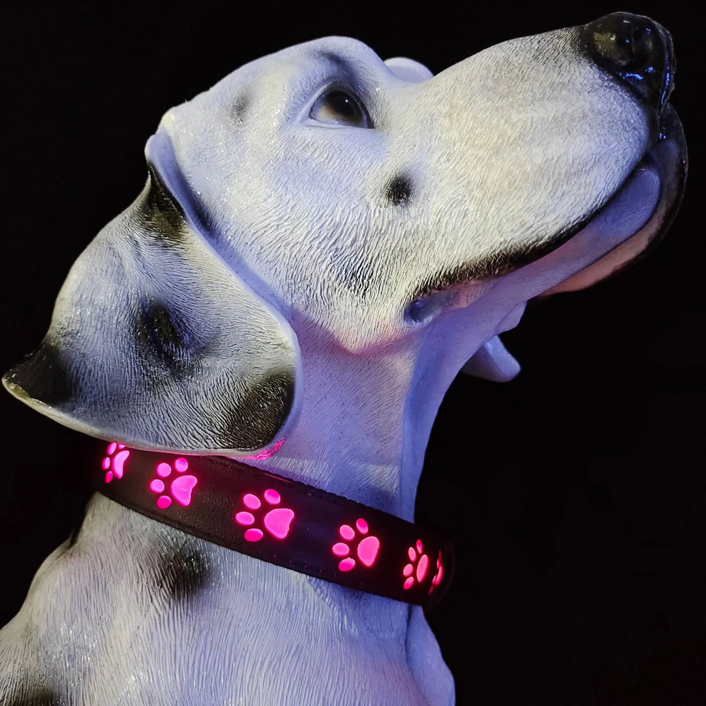 LED luminous cat collar with paw print charm showing 7 colour-changing lights on a grey background.