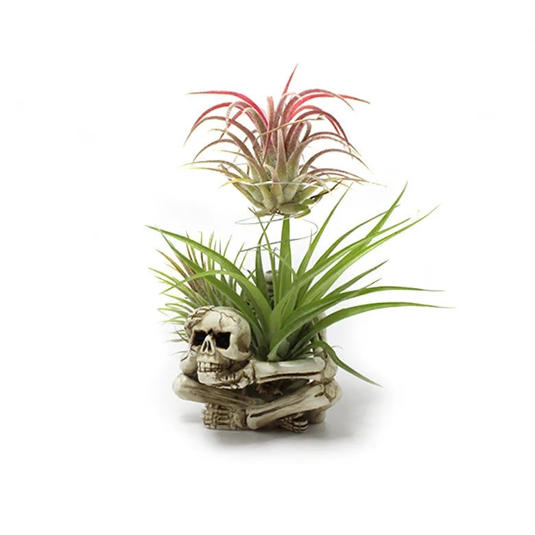 Gothic resin Tillandsia air plant bracket with skull ornament and iron mounting section